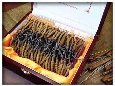 雷波冬虫夏草回收